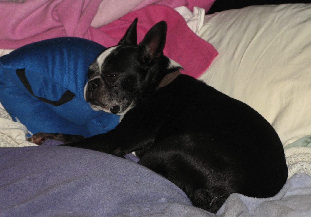 Baxter\ the\ dog\ -\ Who\'s\ the\ Boss