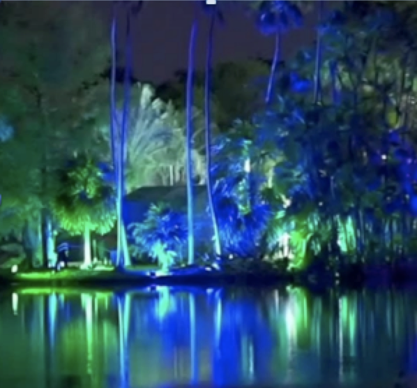 Tropical foliage and palm canopy at Fairchild Tropical Botanic Garden in Coral Gables, Florida