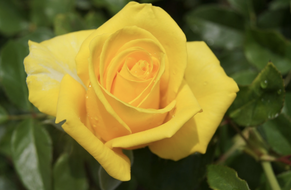 A yellow rose in full bloom at the Royal Botanical Gardens, Hamilton, Ontario