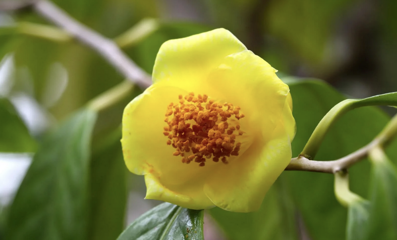 A delicate yellow camellia bloom photographed in Ranikhet, India