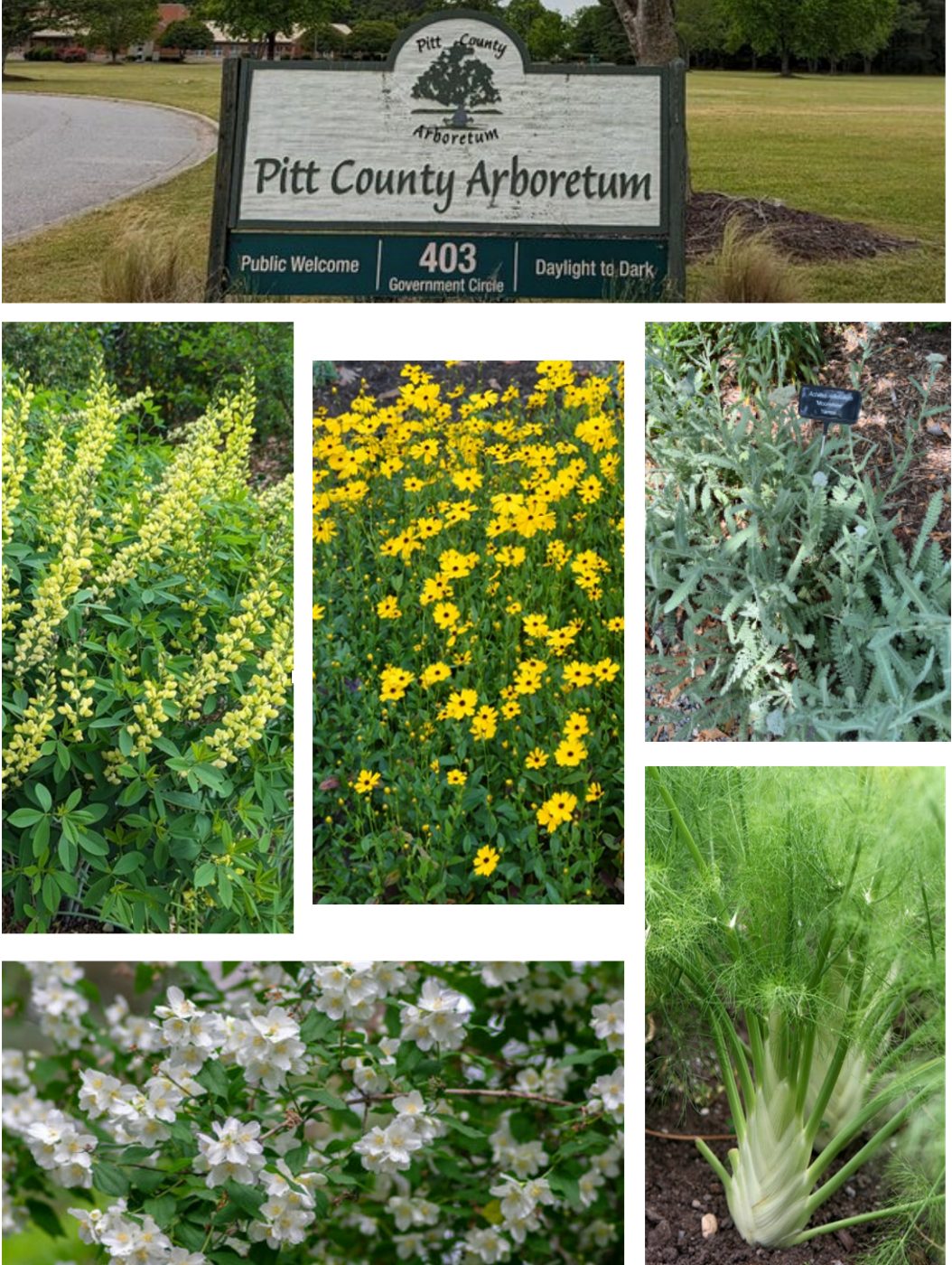 Pitt County Arboretum entrance sign above a collage of butterfly garden plantings