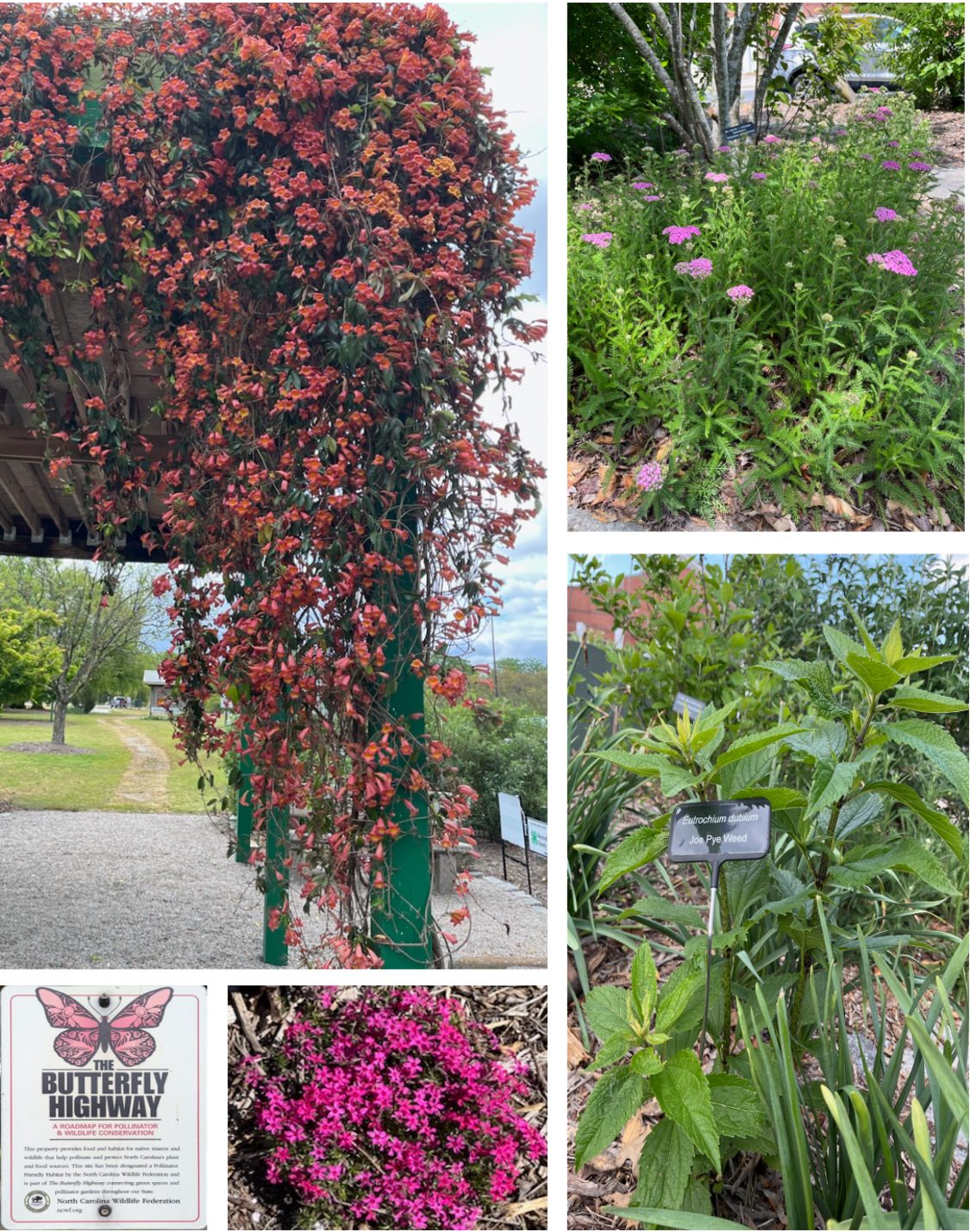 Trumpet vine, pink yarrow, Joe Pye weed, and Butterfly Highway marker at Pitt County Arboretum